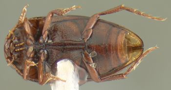 Media type: image;   Entomology 23919 Aspect: habitus ventral view